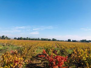 Lire la suite à propos de l’article Vie de la vigne